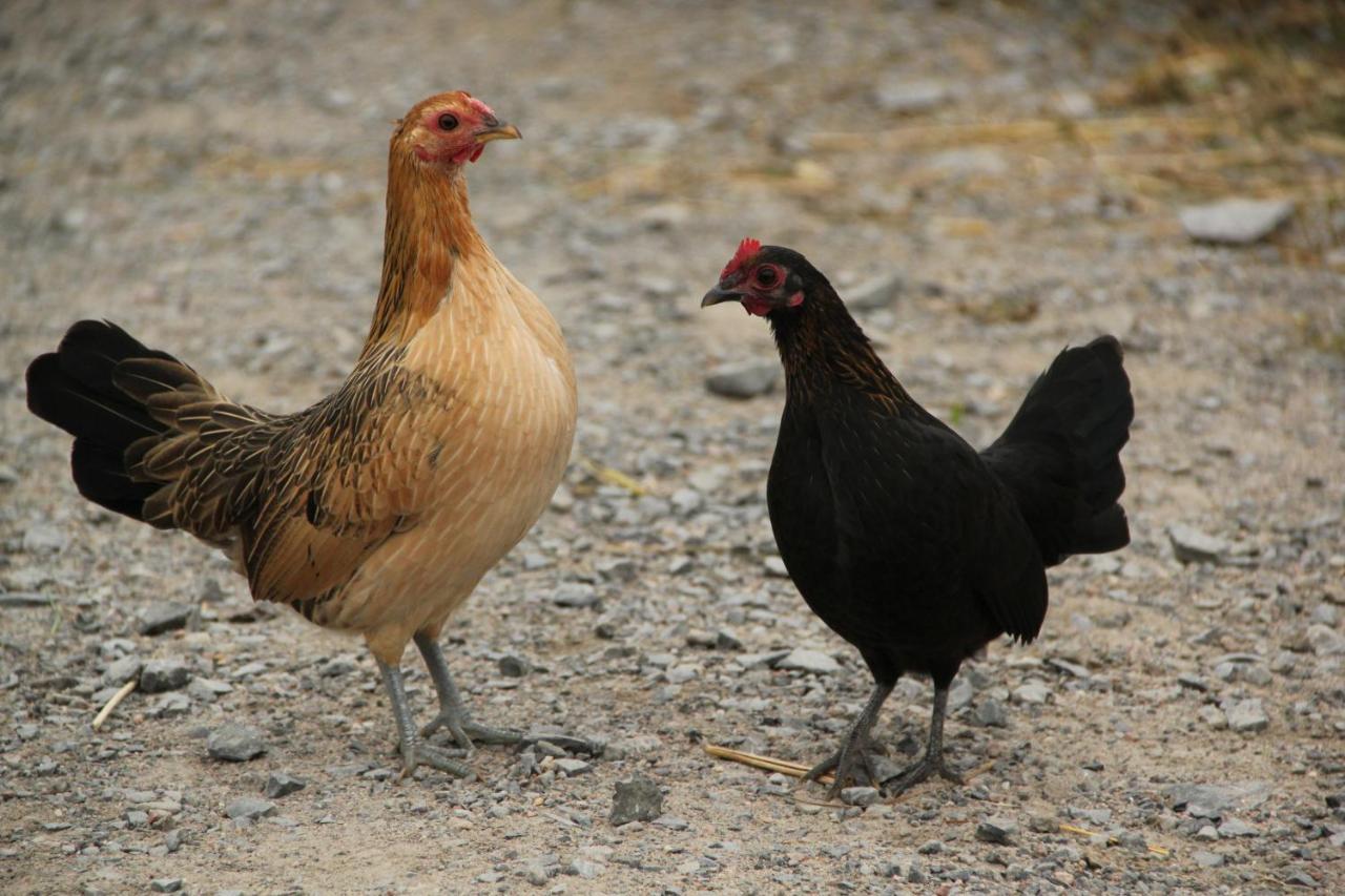 La Vieille Ferme, Ecogite Saint-Fulgence Exterior foto