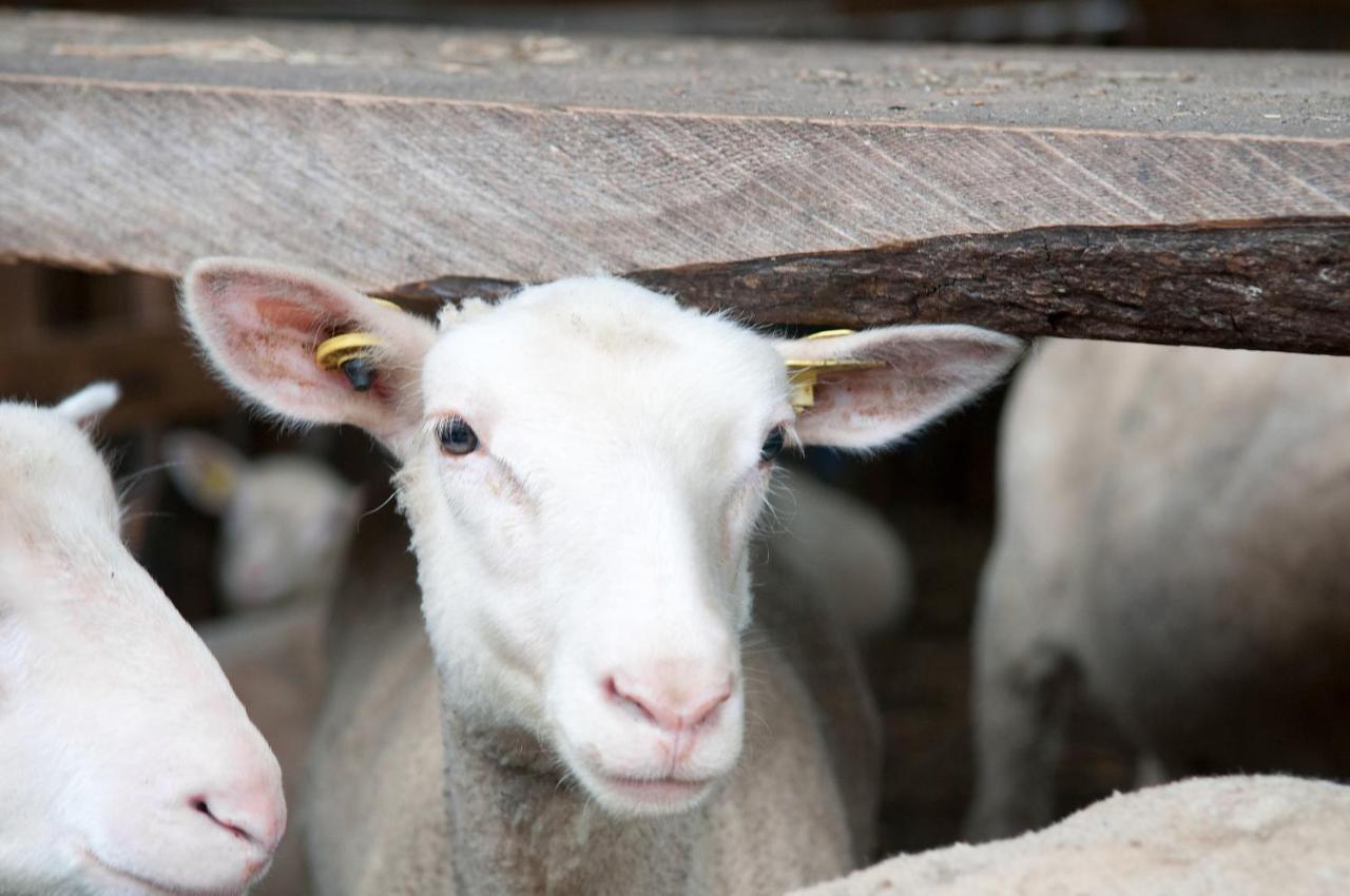 La Vieille Ferme, Ecogite Saint-Fulgence Exterior foto